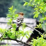 COMMON HOOPOIE AT GORKHEY