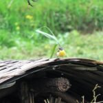 GREY WAGTAIL