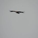 HIMALAYAN GRIFFON AT SINGALILA PASS