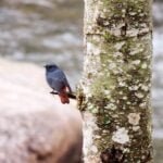 PLUMBEOUS WATER REDSTARTER MALE