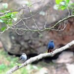 PLUMBEOUS WATER REDSTARTER MALE-FEMALE