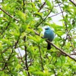 VERDITER FLY CATCHER AT GORKHEY