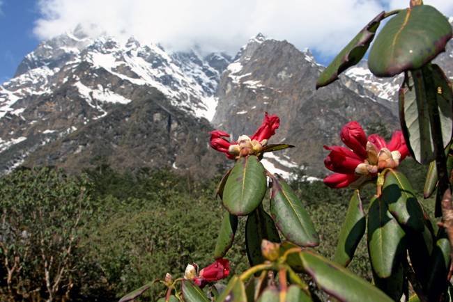 Sikkim Rhododendron